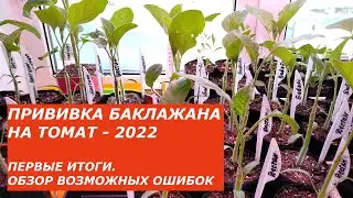 ПРИВИВКА БАКЛАЖАНА НА ТОМАТ - 2022. Первые итоги. Обзор возможных ошибок