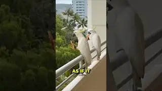 Pizza thieves