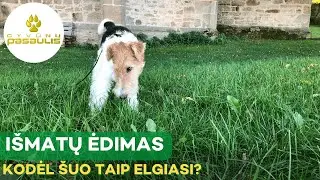 Kodėl šuo valgo savo išmatas?