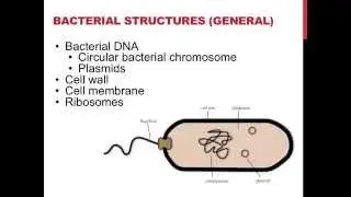 Bacterial structures