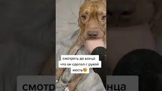 Откусил руку!