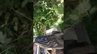 роек из скворечника