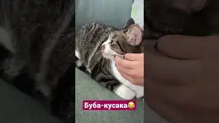 Биполярное настроение кота, Бубы