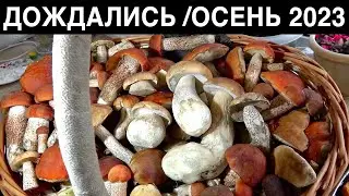 ОЧЕНЬ МНОГО ГРИБОВ ОНИ ПОШЛИ/2023/ЕЛЕ ДОНЁС ДО МАШИНЫ!ОСЕННИЕ СБОРЫ НАЧАЛО.