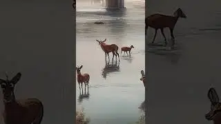 Живая картина #аннавгермании #влогиизгермании #travel #искусство #wildlife #nature