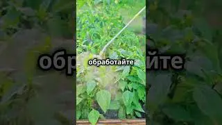 Защита от фитофторы
