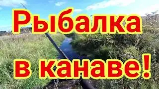 Рыбалка в канаве, ручье или микроречке ленинградская область 2019. Я браконьер?