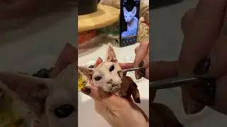 Cat painting art #pet #cat #paint #artwork #dog  #painting  #diy #cute #color #model #2d #3d #artist
