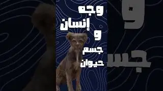 نباش القبور🪦💀