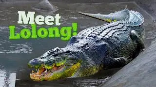 The 2,370 Pound Beast: The largest man-eating crocodile ever captured in HISTORY!