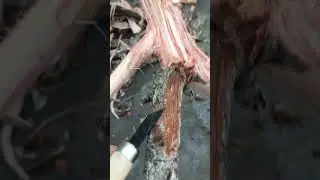 Membuat Pokok Olive Hiasan Dari Kayu Sebenar