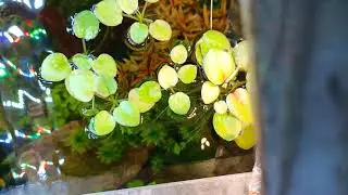 aquascape upper view