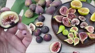 Інжири. Розіграш рослинок! Full harvest Figs 2023 : Longue d'Aout , Deanna , Blue Giant та інші.