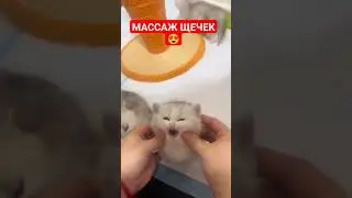 МАССАЖ ЩЕЧЕК КОТЕНКА 
