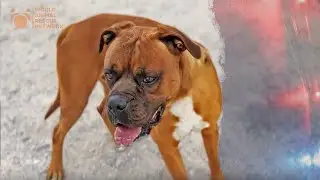 Police Arrive After Lonely Affectionate Dog Dumped By Dog Daddy & You Won't Believe Why