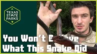 You Won't Believe What Happened When I Saw This Snake!