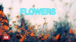 4k vedio of flowers | hd vedio of nature | beauty of flowers | copyright free materials