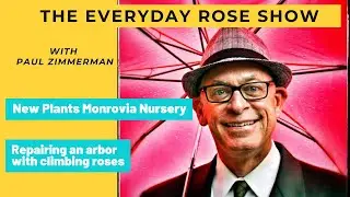 The Everyday Rose Show. Repairing a Rose Arbor- New Plants From Monrovia Nursery