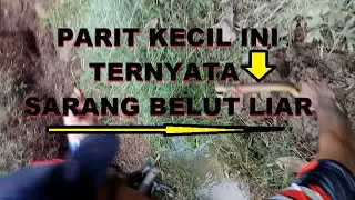 TERNYATA PARIT KECIL INI SARANGNYA BELUT LIAR @__@