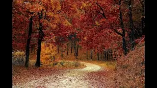 It Hides Among The Trees - Reddit Scary Story