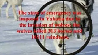 Wolf hunting. Yakutia. Hunting from the helicopter. Evenkia. GoldenAldan.ru