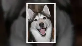 Собака - друг человека