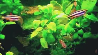 #Aquarium