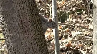 Squirrels and nature