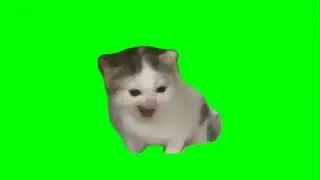 German Cat GreenScreen