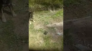 После укуса гадюки,пёс еле выжил. Будьте осторожны со змеями.