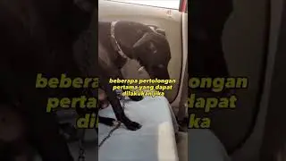Gejala Penyakit Rabies yang patut kita ketahui | Part 3 #viral #ytshorts #shortvideo