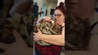 Two cats and one MAMA
