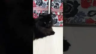 #кисонька #кошки #cat #кошка #отдыхает #миша