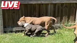 QBN Kennel