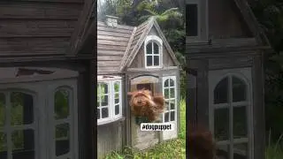 Homemade dog puppet