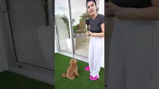 Meu CÃO não me ama