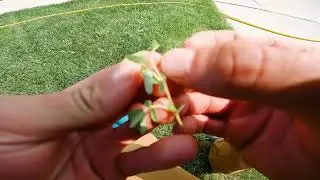 Identify Summer Lawn Weeds In Cool Season Grasses!