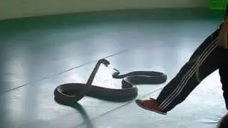 Kiss of cobra