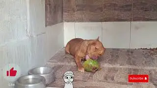 PIT BULL DOCILE ❤️ #pitmonsters