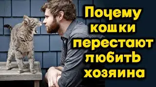 Почему кошки перестают любить хозяина