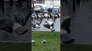 Tauben starten synchron (Super-Slow-Motion)