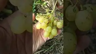 Кишмиш Рататуй.