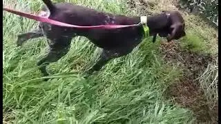 Training kurtsahar