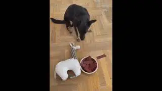 как заставить не есть всякую гадость собак))