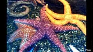 Ocean Creatures HD