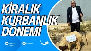 Kiralık Kurbanlık - Halligcan 5