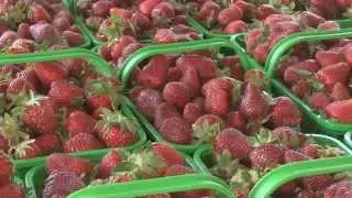 Delicious  Strawberries at Whitaker Farm