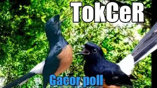 Pancingan gler murai, pagi, siang, sore, malam hari gacor poll..