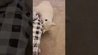 I injoy playing with my cat 🐈 😻