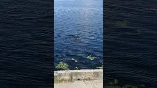 Собака - купака!) Ягдтер'єрчік Юна